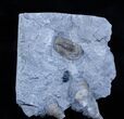 RARE - Dechenella lucasensis Trilobite - Silica Formation #3132-2